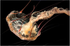 purple striped jelly in black background