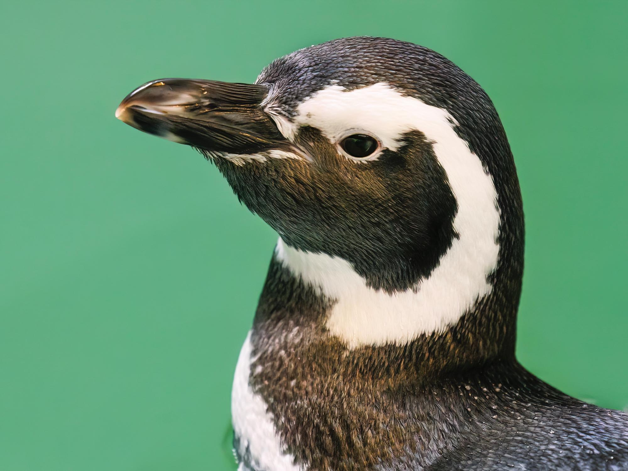 close up of a Magellanic penguin's black and white head with a green background