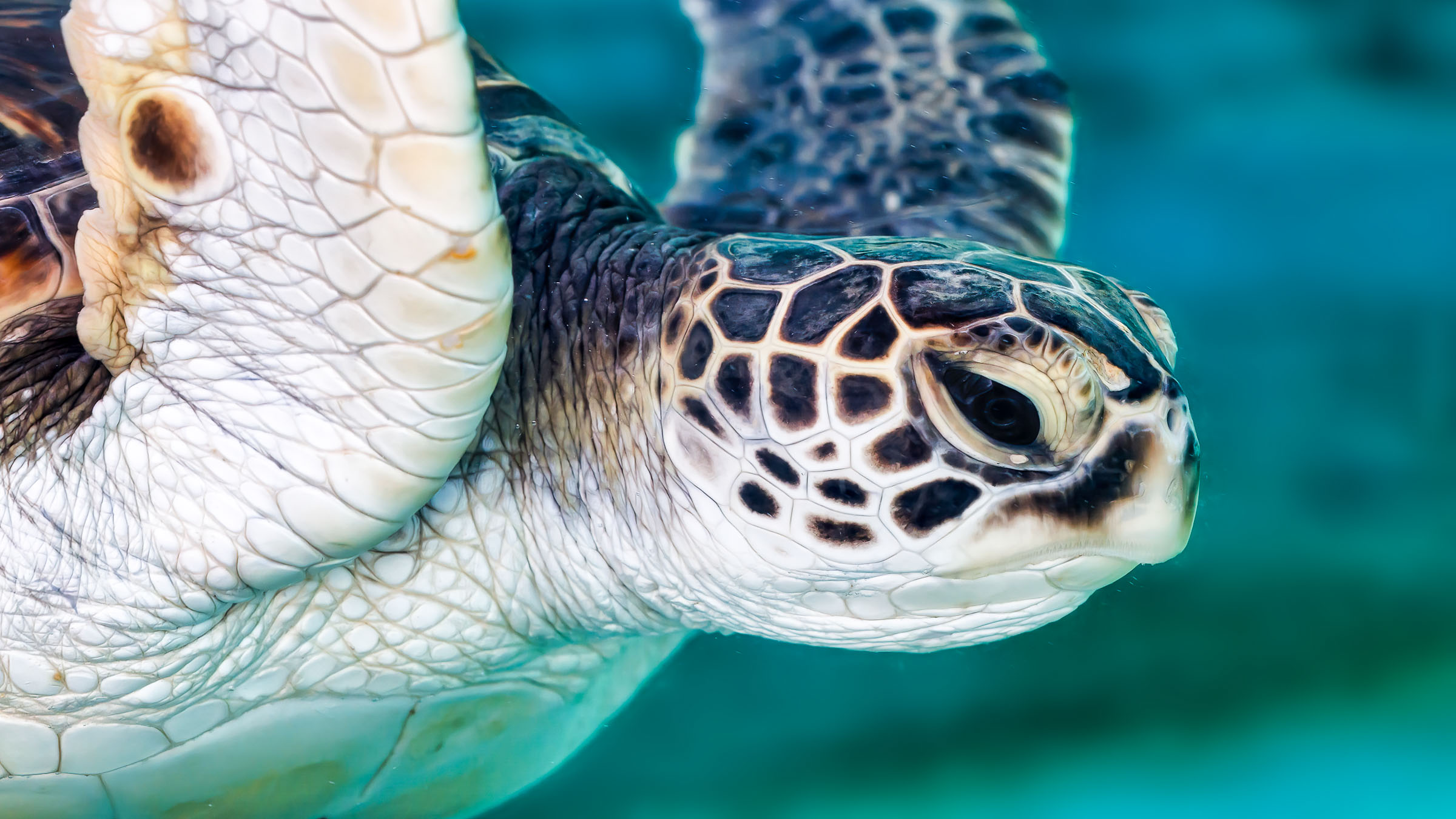 Closeup of green sea turtle head