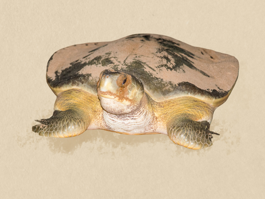 Flatback Sea Turtle illustration