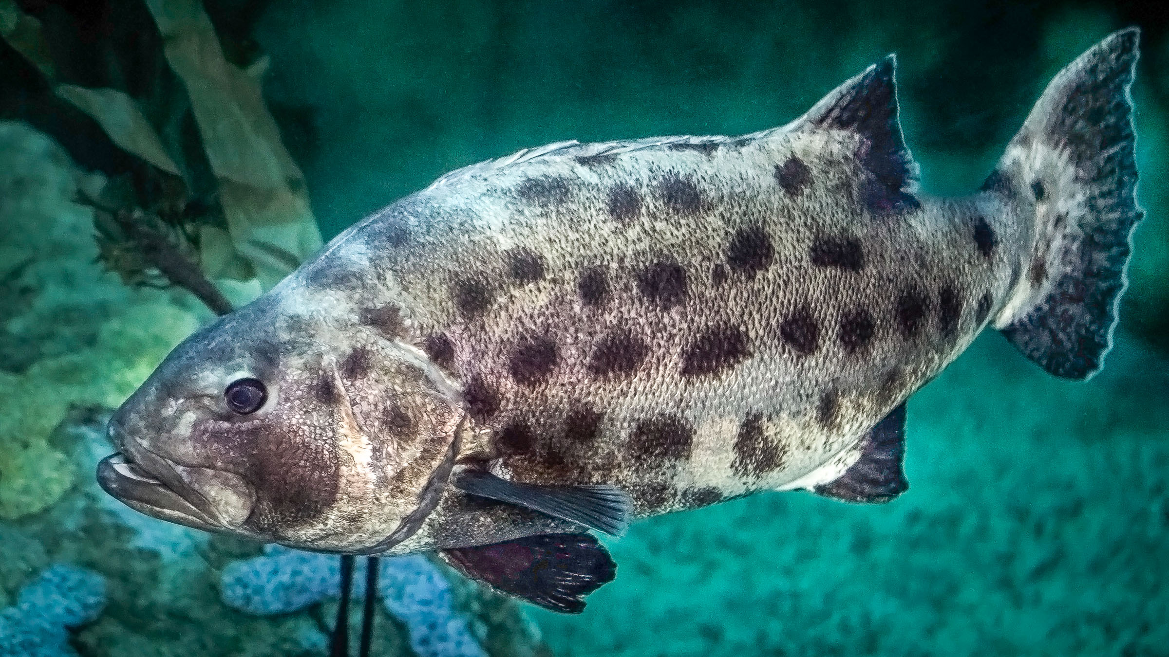 Giant Sea Bass Sideview
