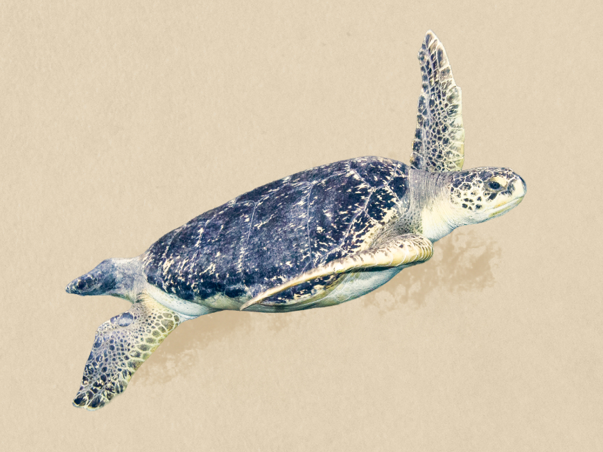 Green Sea Turtle illustration