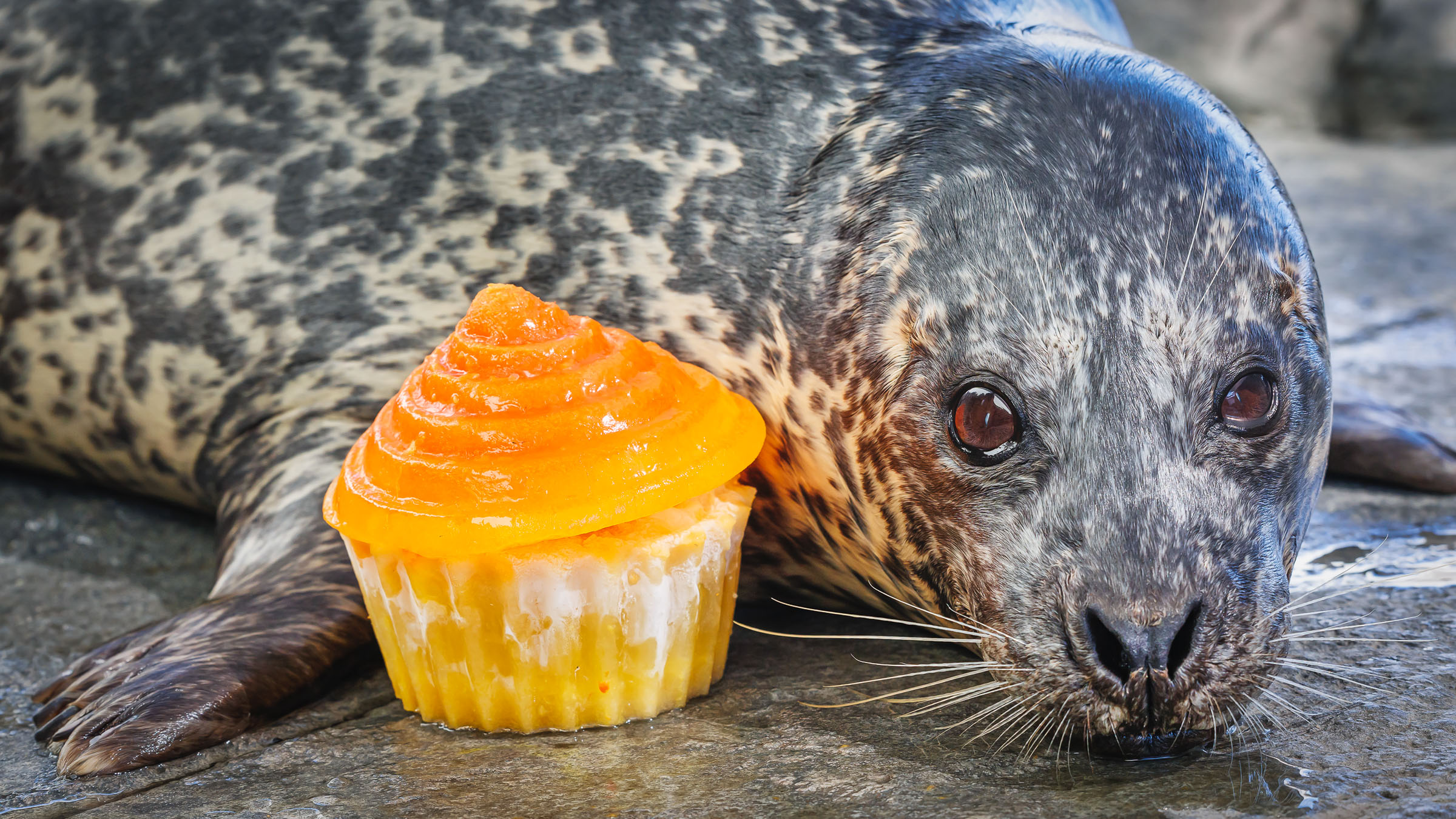 A seal is lying on the ground next to cupcake shaped food treat.