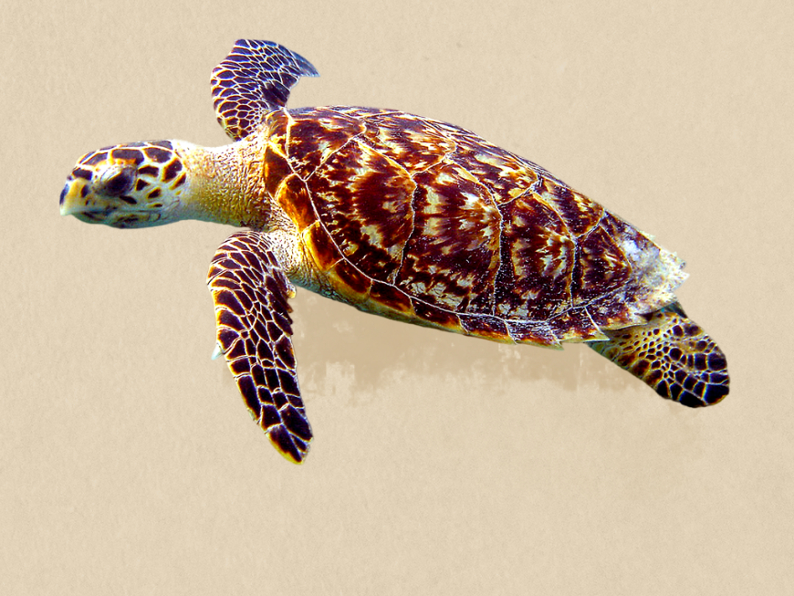 Hawksbill Sea Turtle illustration