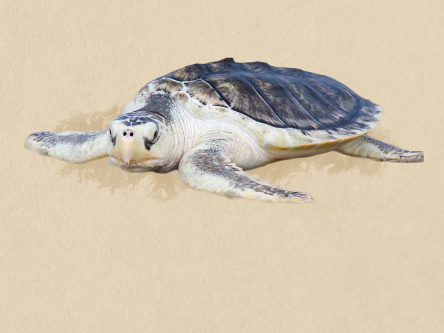 Kemps Ridley Sea Turtle illustration