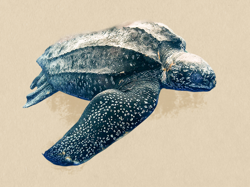 Leatherback Sea Turtle illustration