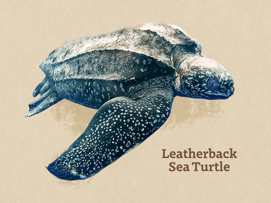 Leatherback Sea Turtle illustration with text