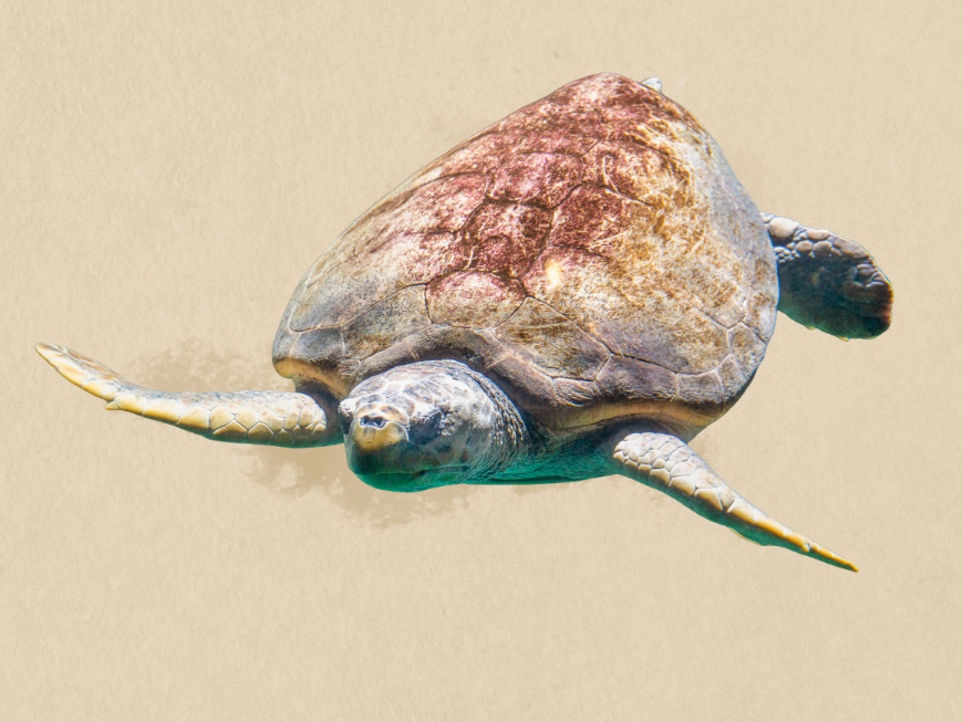 Loggerhead Sea Turtle illustration
