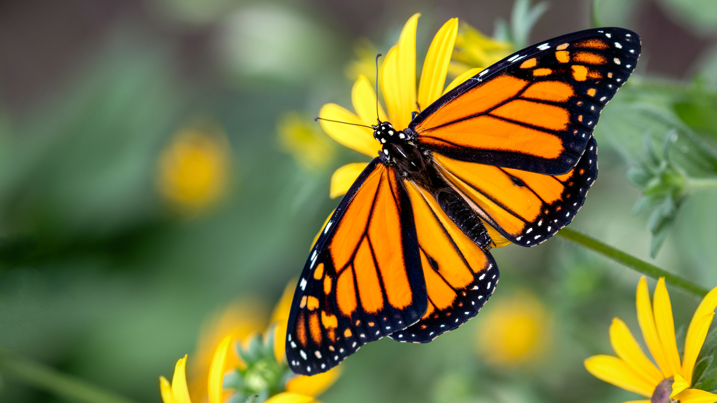 Monarch butterfly on flower