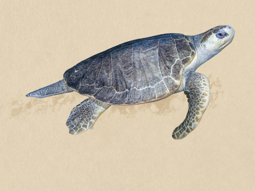 Olive Ridley Sea Turtle illustration