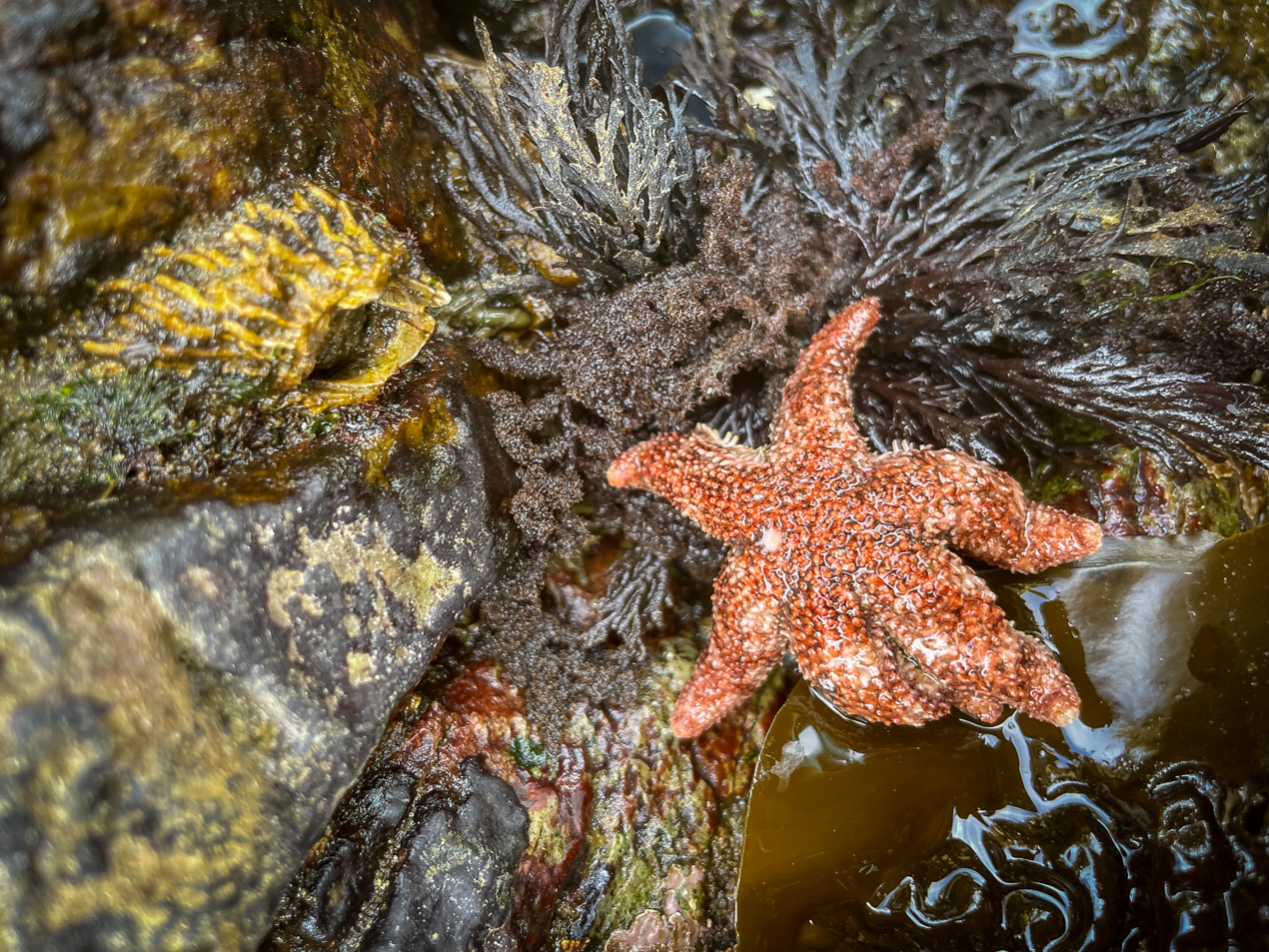 a sea star on some algae in a tidepool