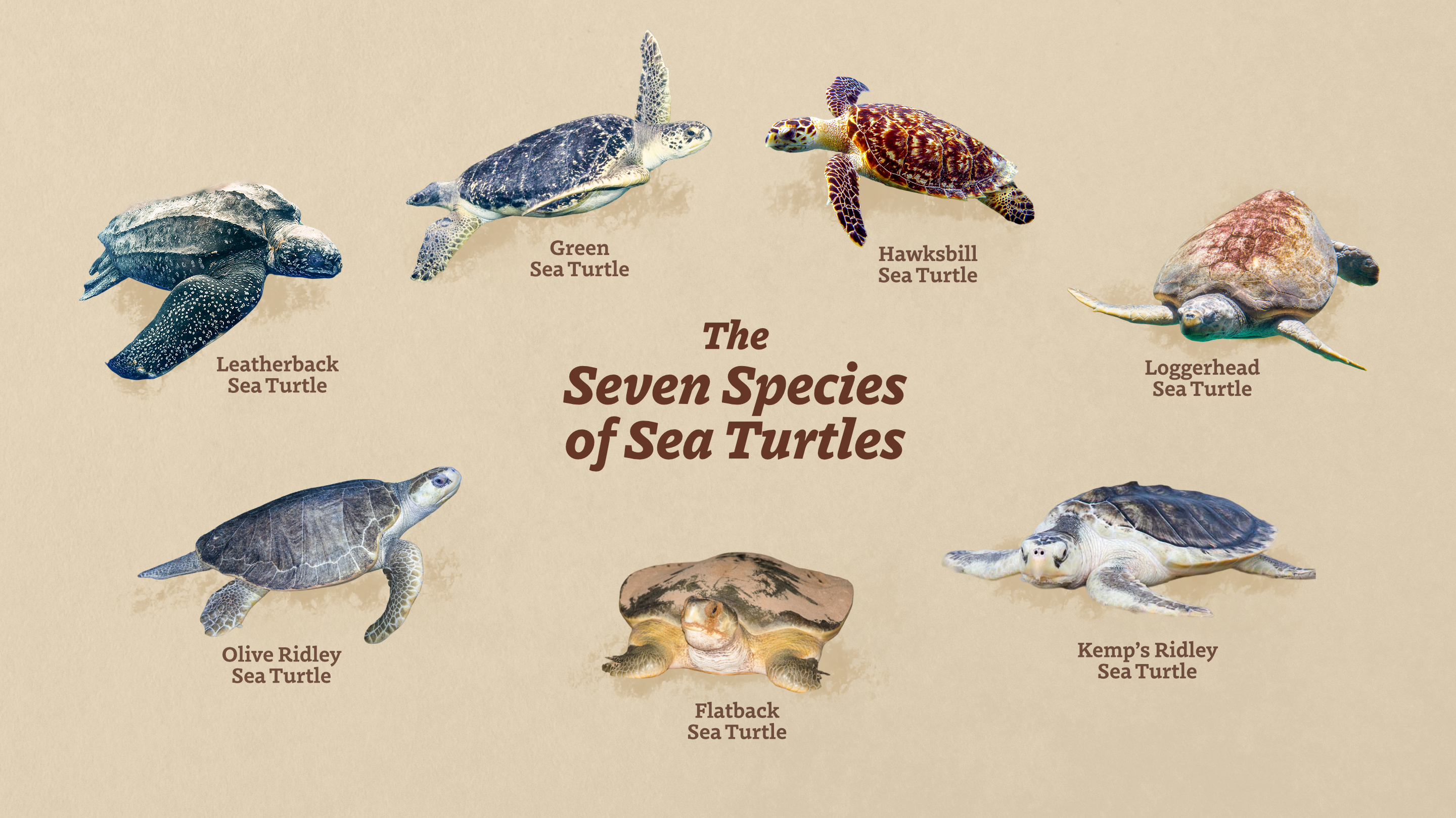 Seven Species of Sea Turtles showing all species with text