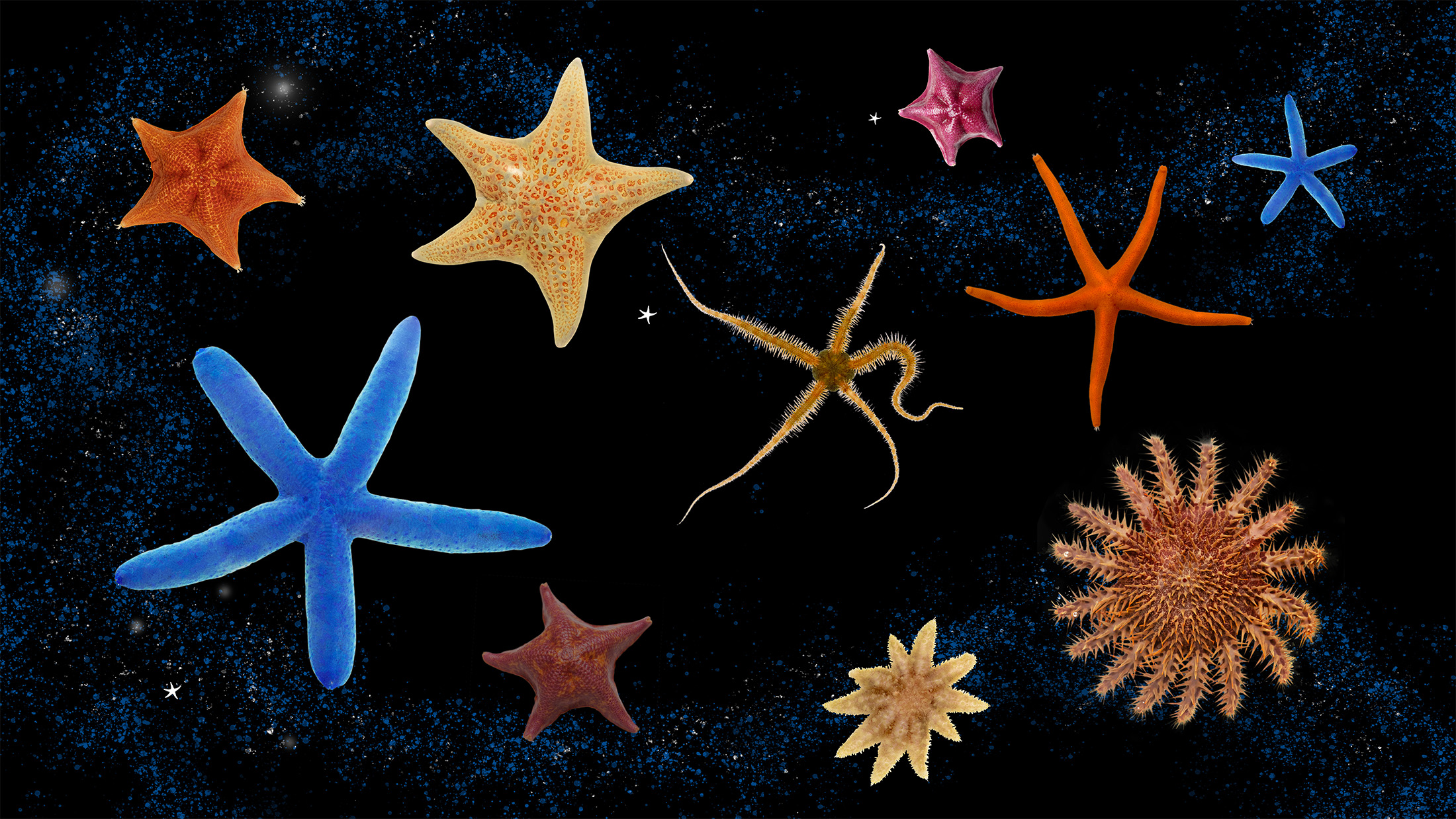 Various sea star species of different shapes and sizes on a background of outer space