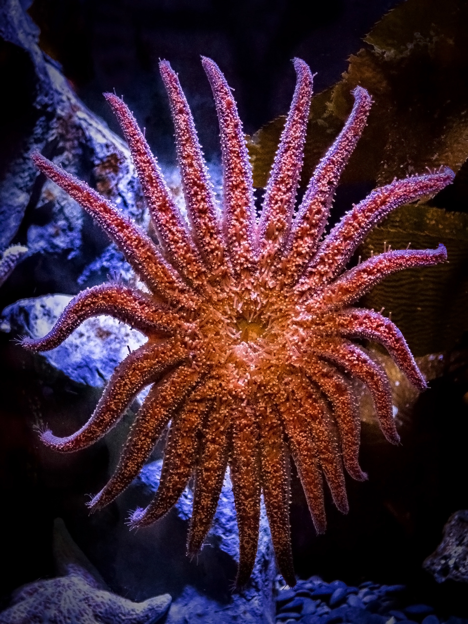 A Sunflower Sea Star's underside