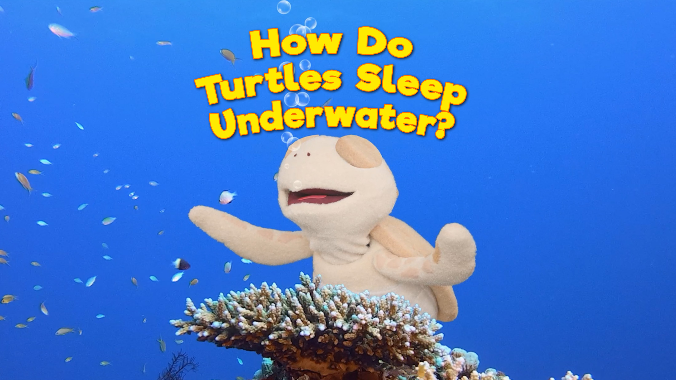 How Do Turtles Sleep Underwater?
