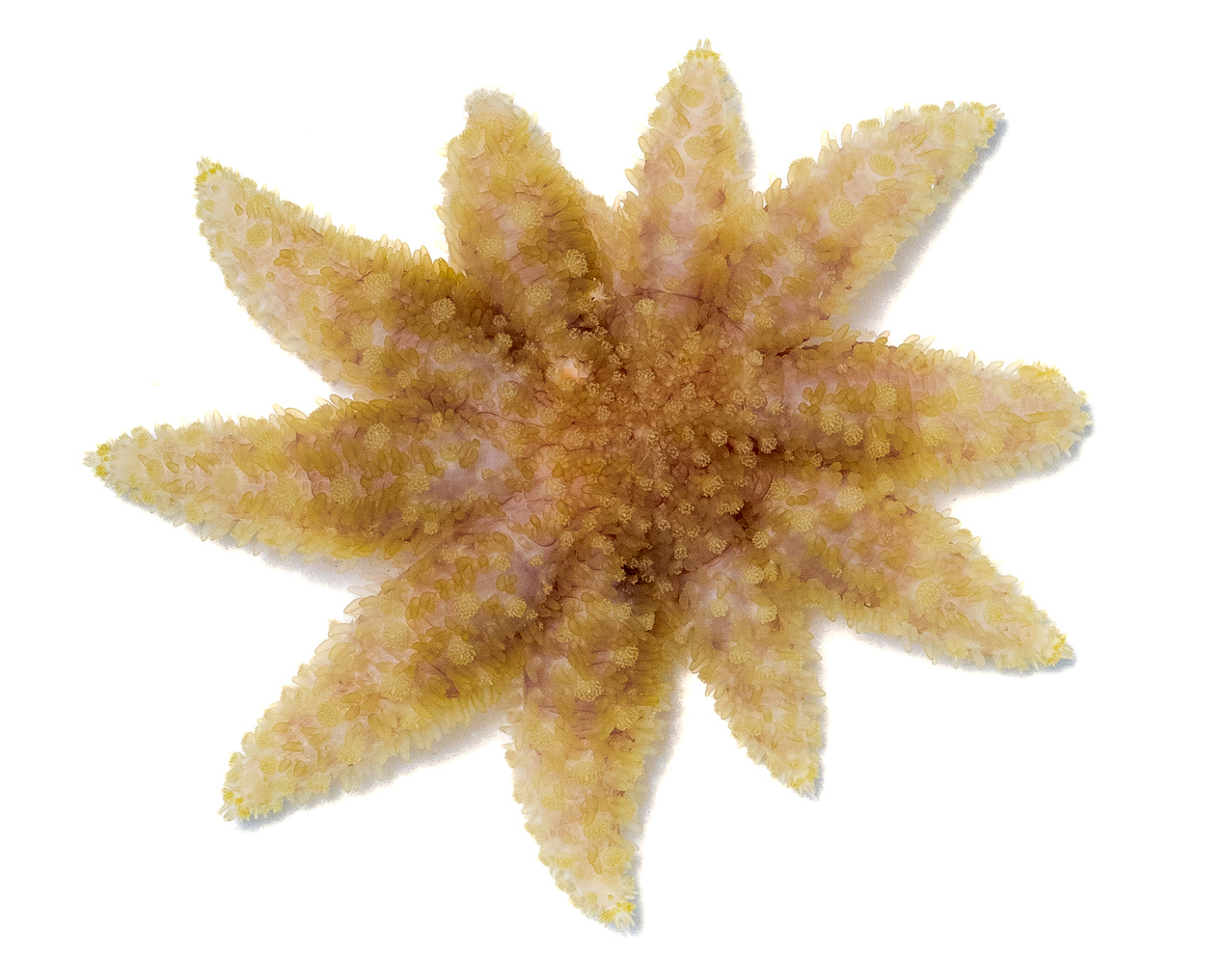 a baby sunflower star with short, little arms