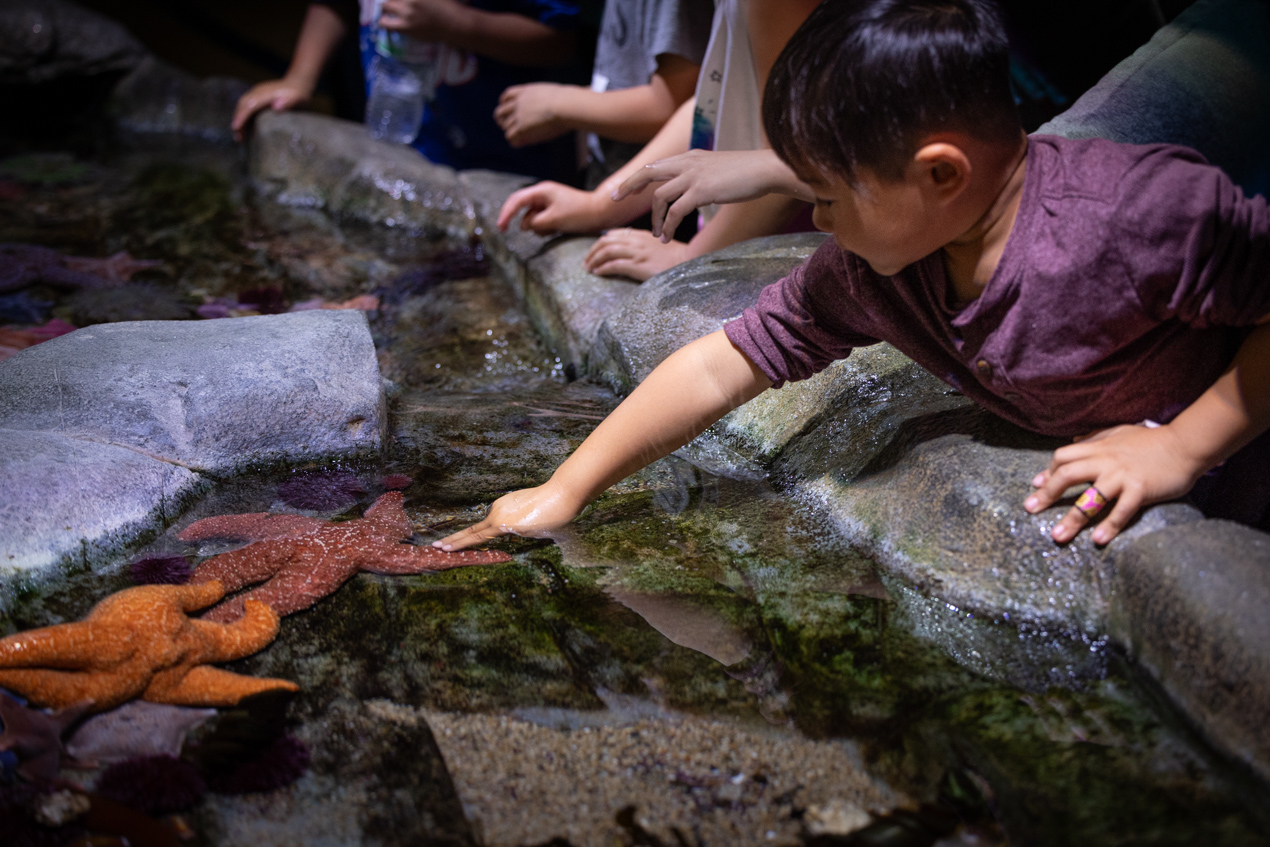 child reaching with two fingers to touch a sea star