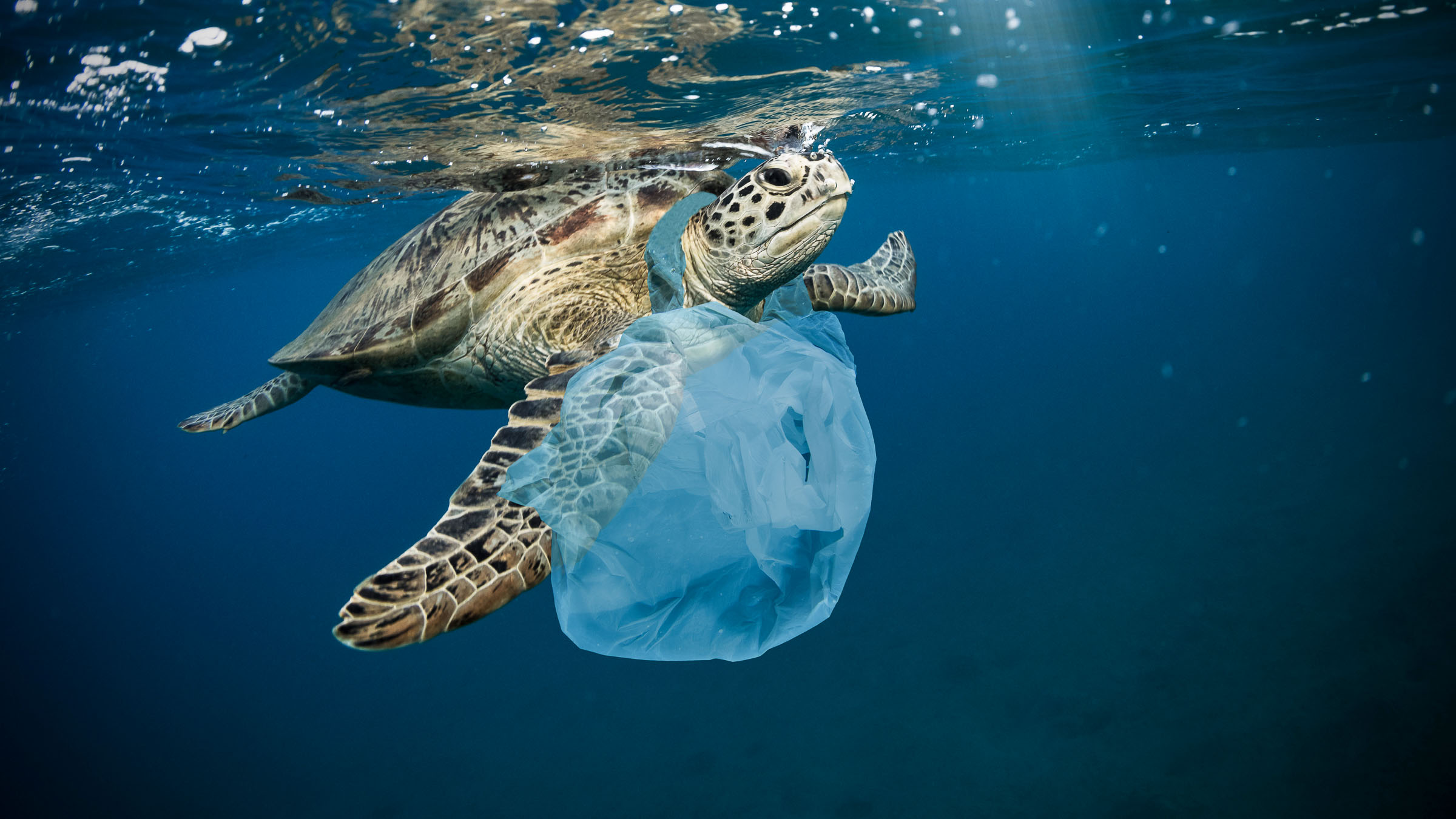 green sea sea turtle with bag