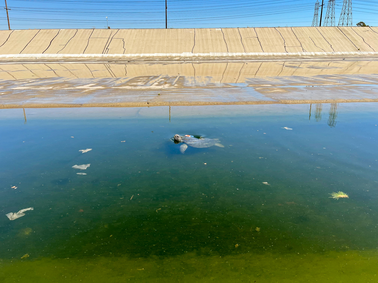 Jessica Medrano at rivers edge surveying turtles with other people