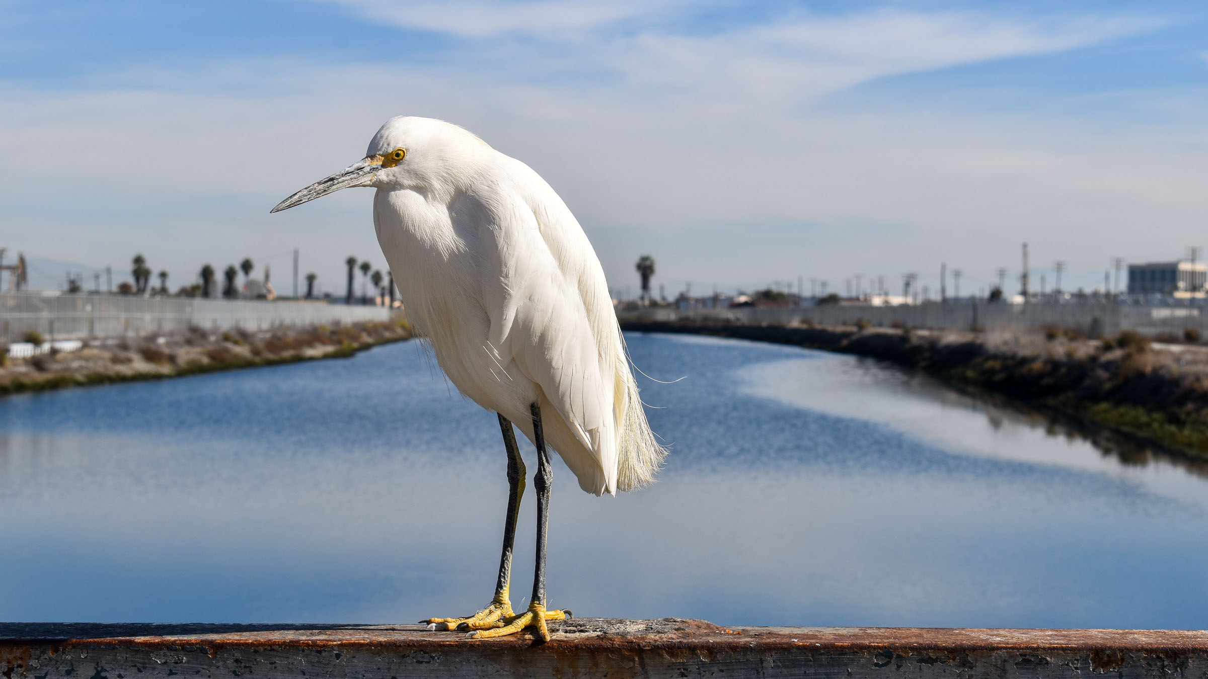 Large white egret bird on railing