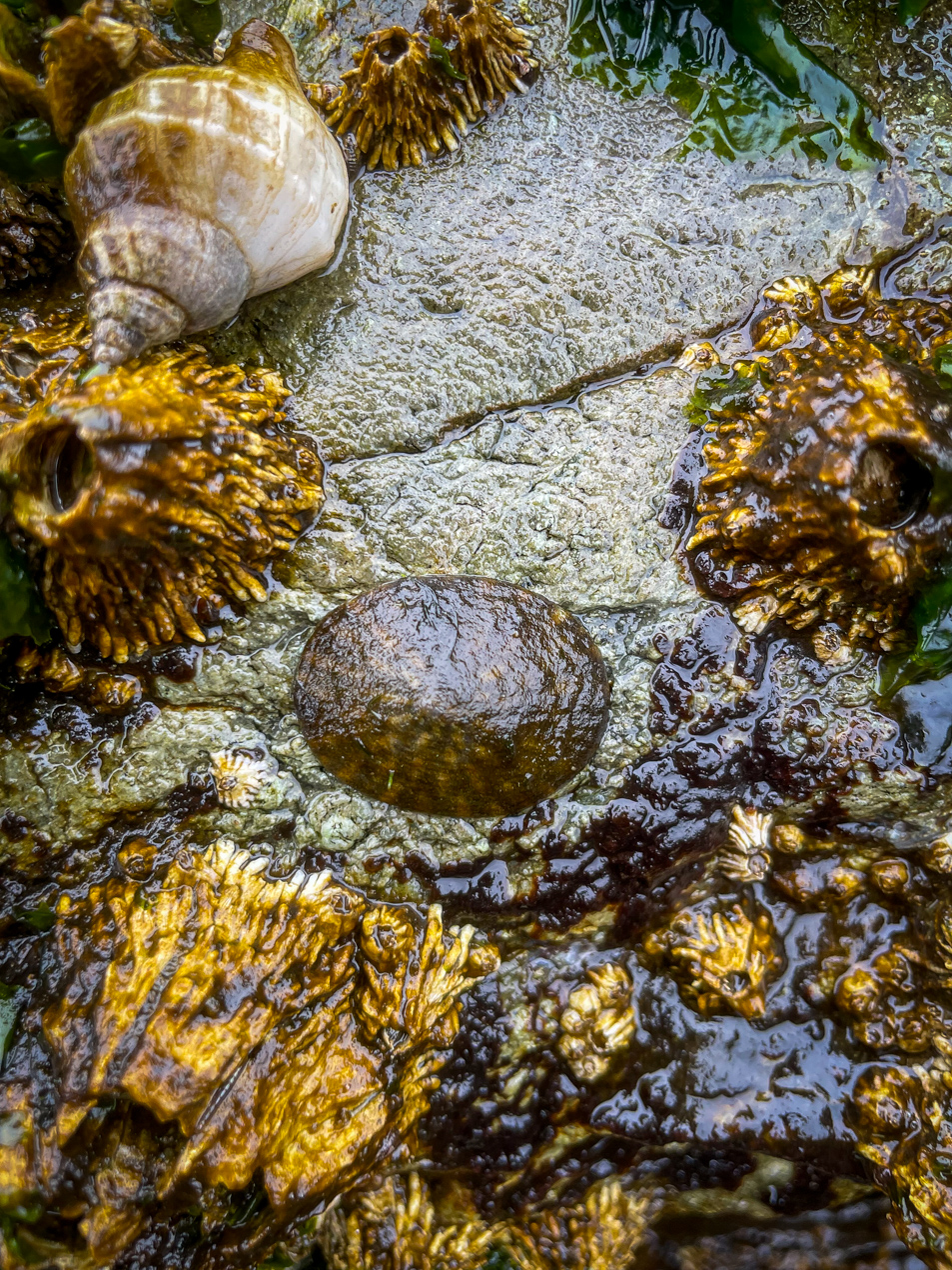 a limpet with a slick shell in a tidepool