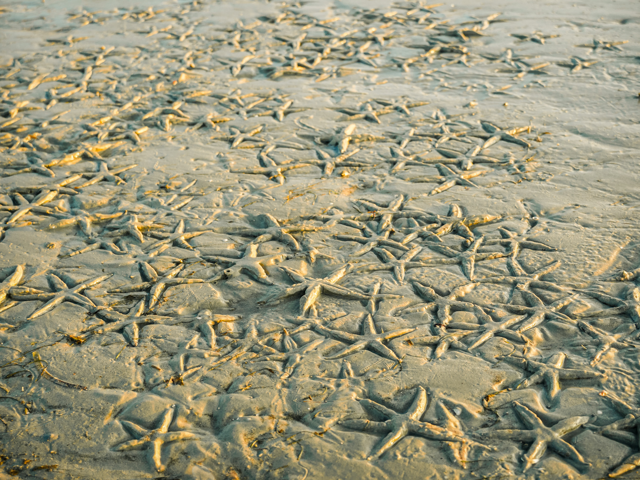 many dried up sea stars on a sandy beach