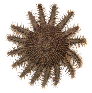 Cutout of a Crown-of-thorns Sea Star
