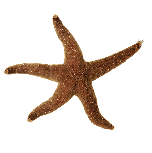 Cutout of a Ochre Sea Star