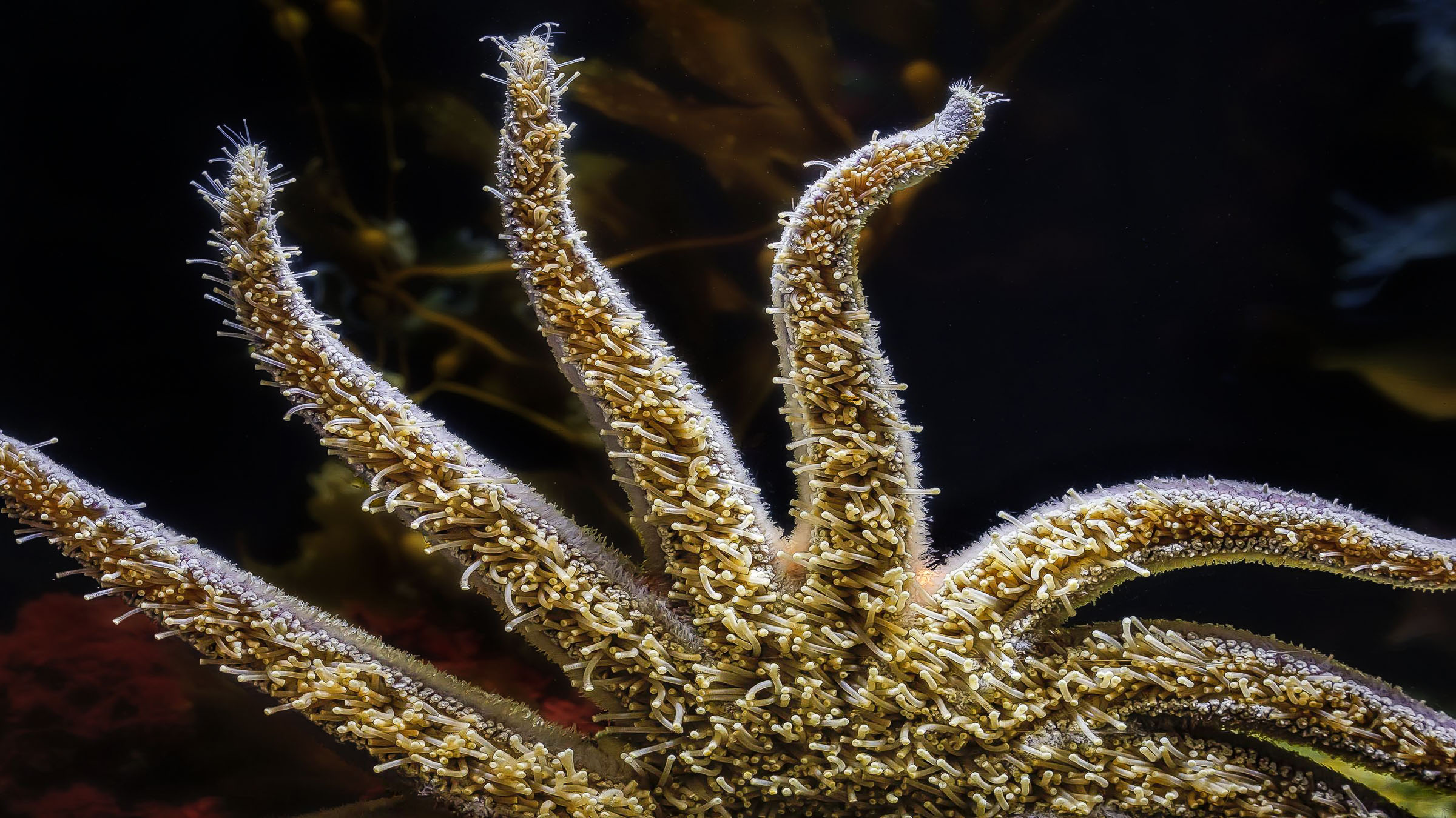 the underside of a sea star revealing many tube feet