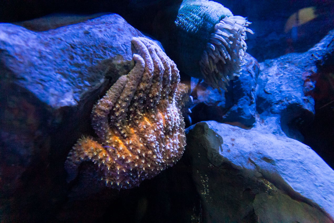 sunflower sea star uses its arms in unison to grip on to the rock