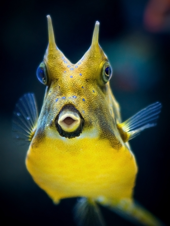 Front view of yellow cowfish