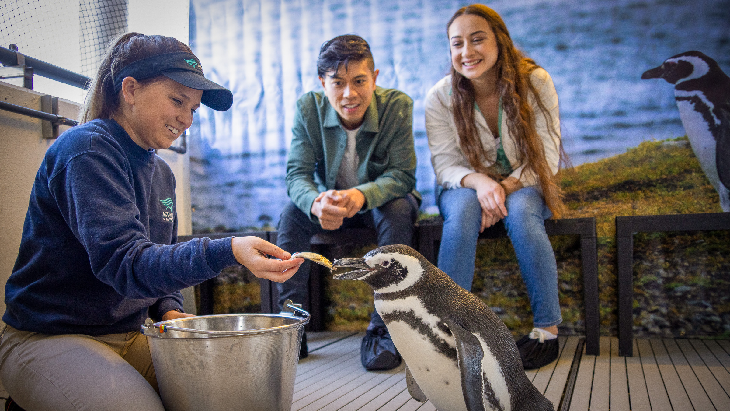 Aquarium staff is feeding a penguin while two other people watch.