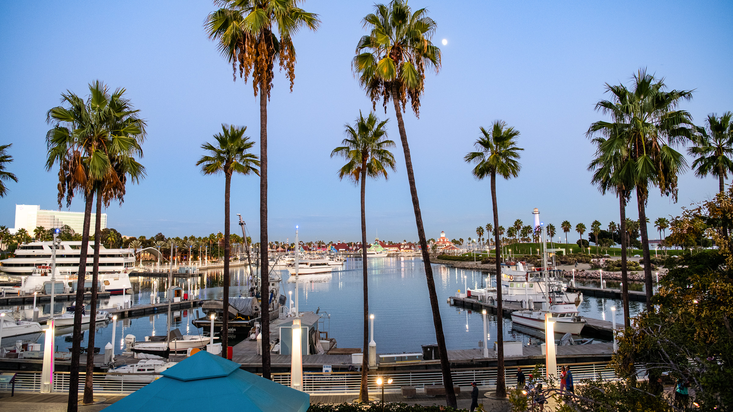 Evening view of harbor and palm trees