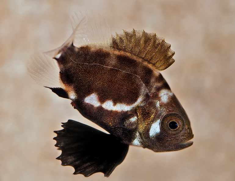 giant sea bass juvenile